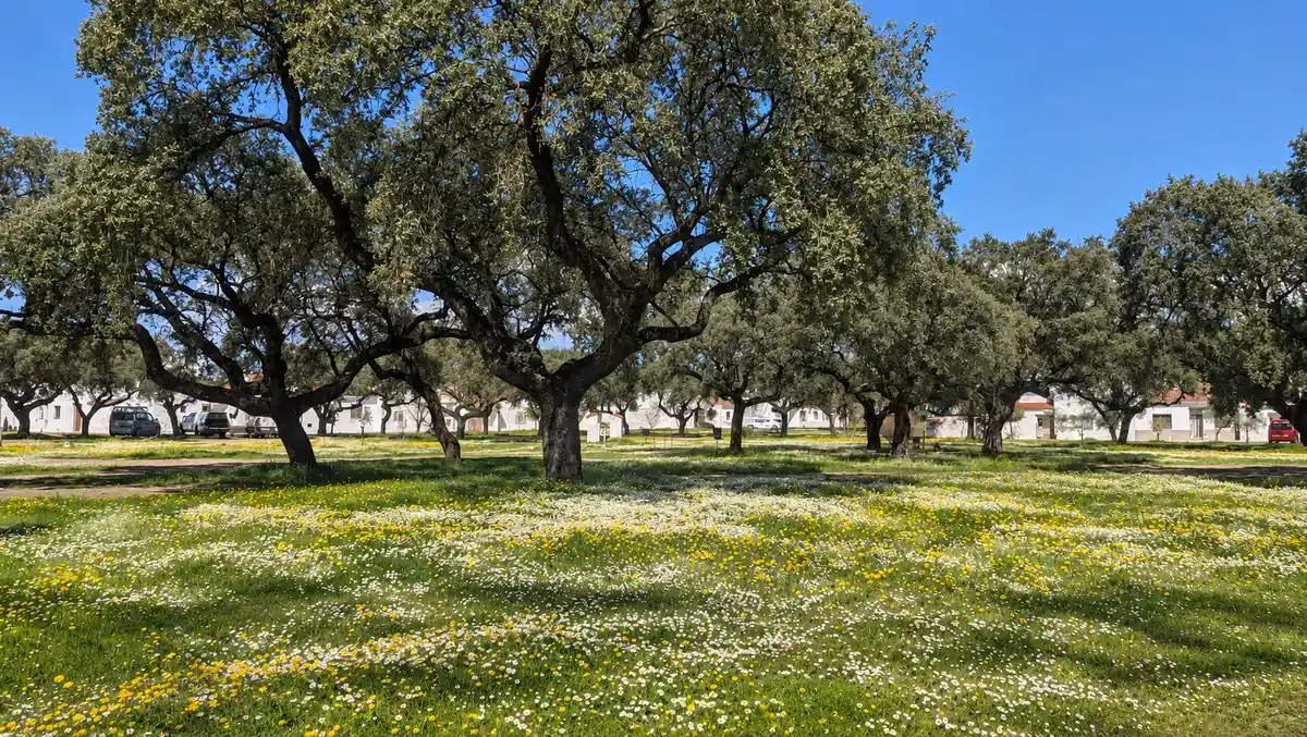 Plazas de Vegaviana