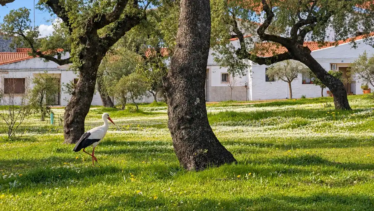 Vegaviana