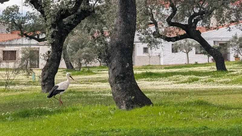 Qué ver en Vegaviana